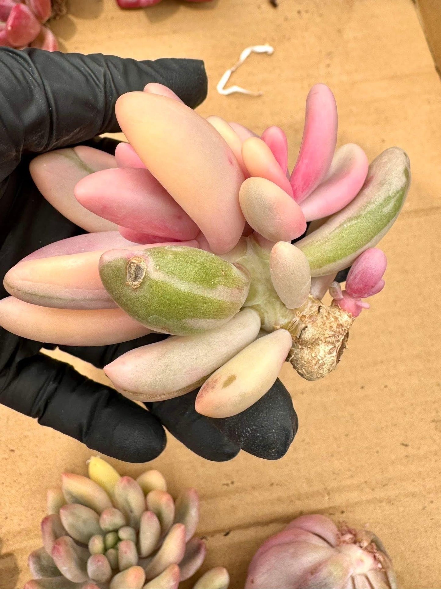Pachyveria Red Finger Variegated | Rare Imported Succulent | Collector’s Succulent