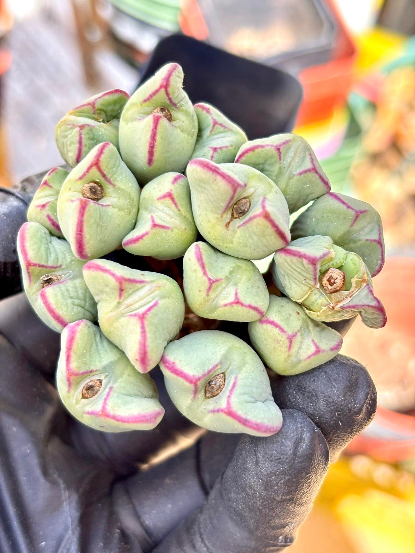 Echeveria Conophytum Luiseae Live Succulent Plant | Korean Succulent | Rare Imported Echeveria | Imported Plants