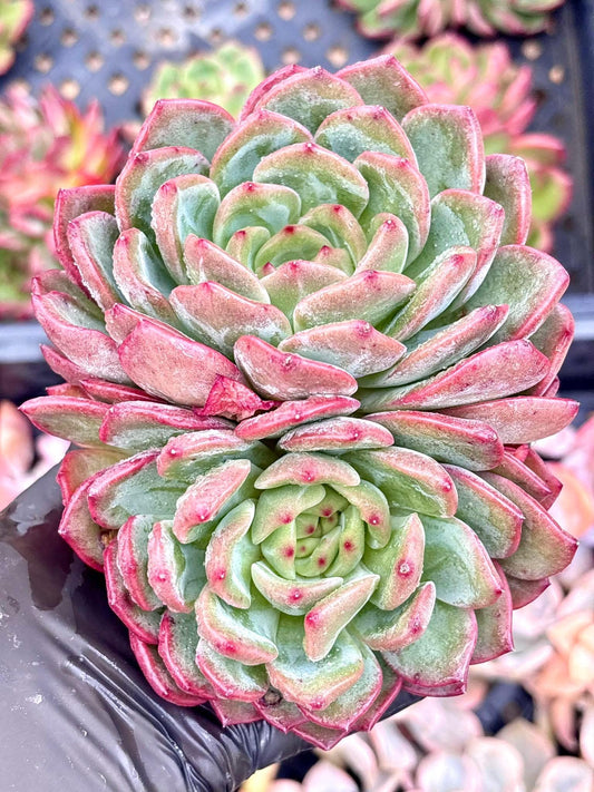 Echeveria Luna | Live Succulent Plant | Korean Succulent | Variegated Echeveria | Imported Plants
