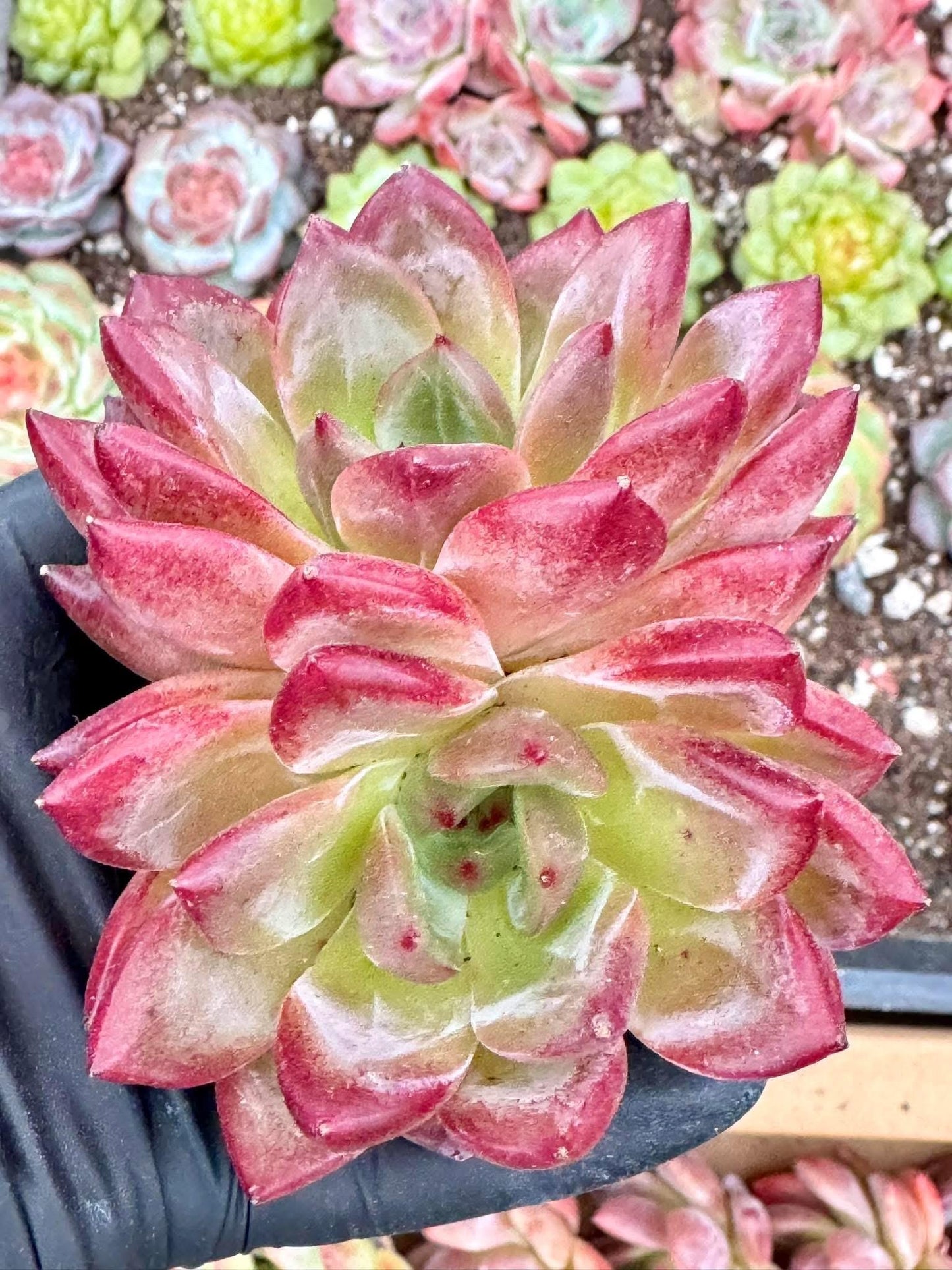 Echeveria Fragrant Snow Variegated | Live Succulent Plant | Korean Succulent | Rare Imported Echeveria | Imported Plants