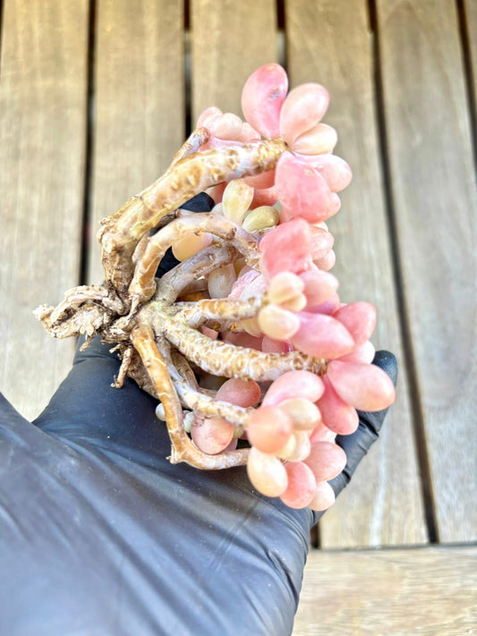 Echeveria Pink Caviar Live Succulent Plant | Korean Succulent | Rare Imported Echeveria | Imported Plants