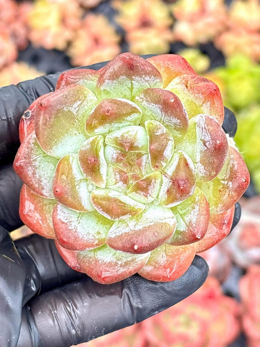 Echeveria Ice Soul | Live Succulent Plant | Korean Succulent | Rare Imported Echeveria | Imported Plants