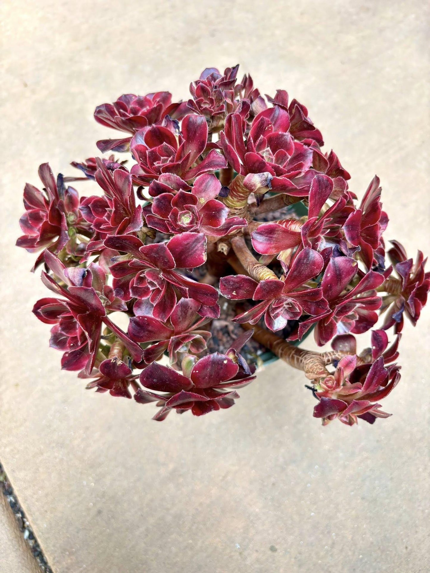 Aeonium Anna Variegated | Live Succulent Plant | Korean Succulent | Rare Imported Echeveria | Imported Plants