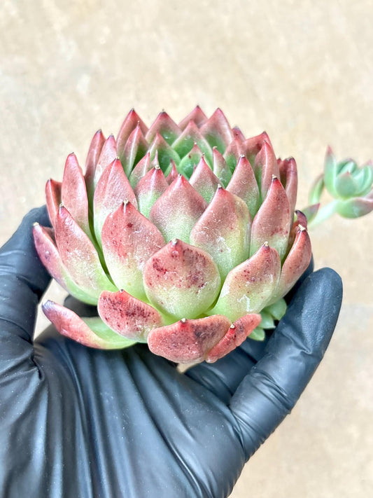 Echeveria Red Flag | Live Succulent Plant | Korean Succulent | Rare Imported Echeveria | Imported Plants
