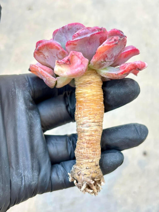 Echeveria Raindrop | Live Succulent Plant | Korean Succulent | Rare Imported Echeveria | Imported Plants