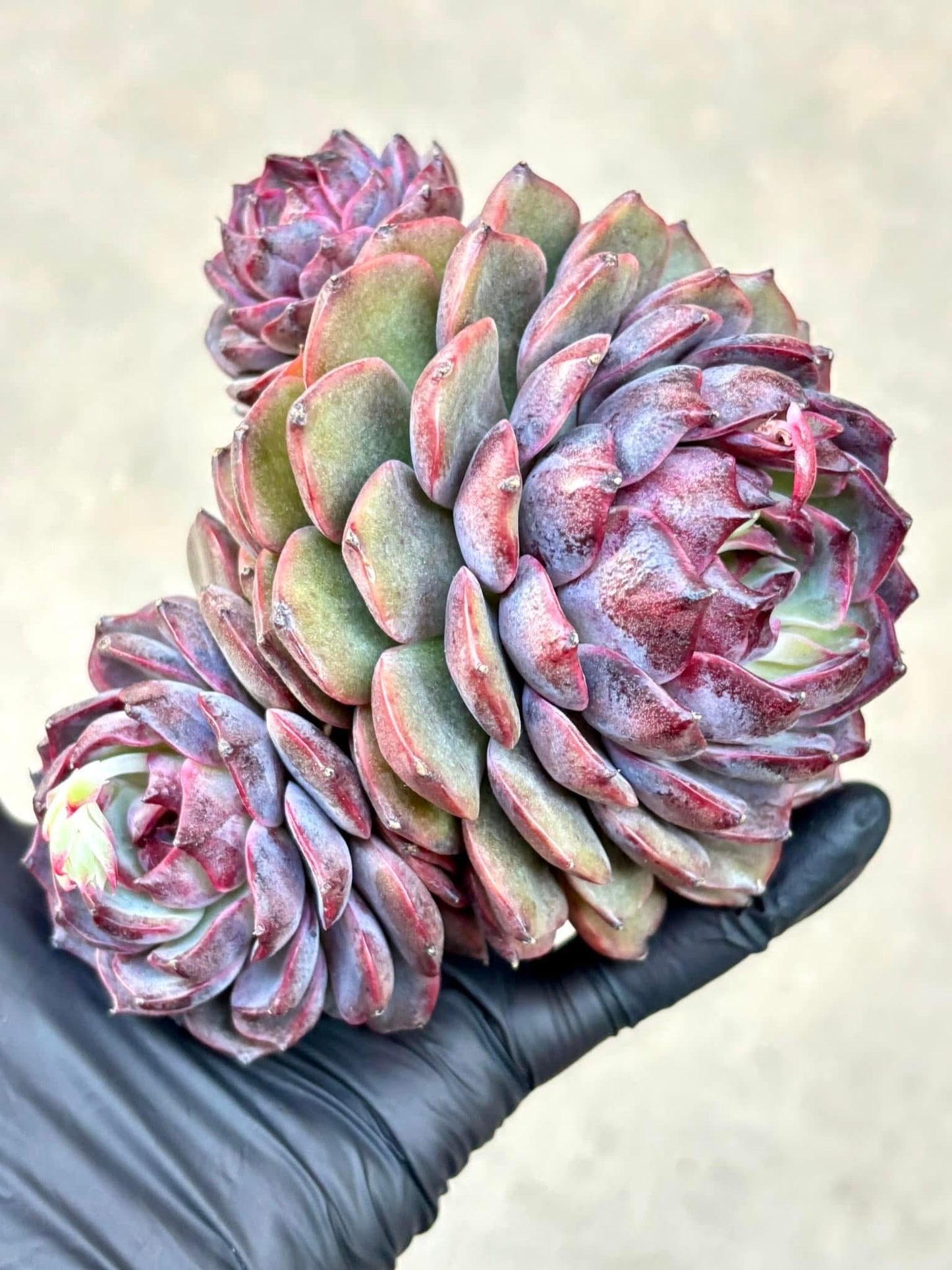 Echeveria Smurf | Live Succulent Plant | Korean Succulent | Rare Imported Echeveria | Imported Plants