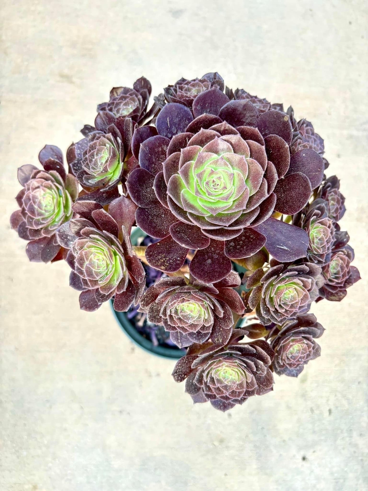 Aeonium Red Lotus | 1 gallon pot | Live Succulent Plant | Imported Succulent | Imported Aeonium | Imported Plants