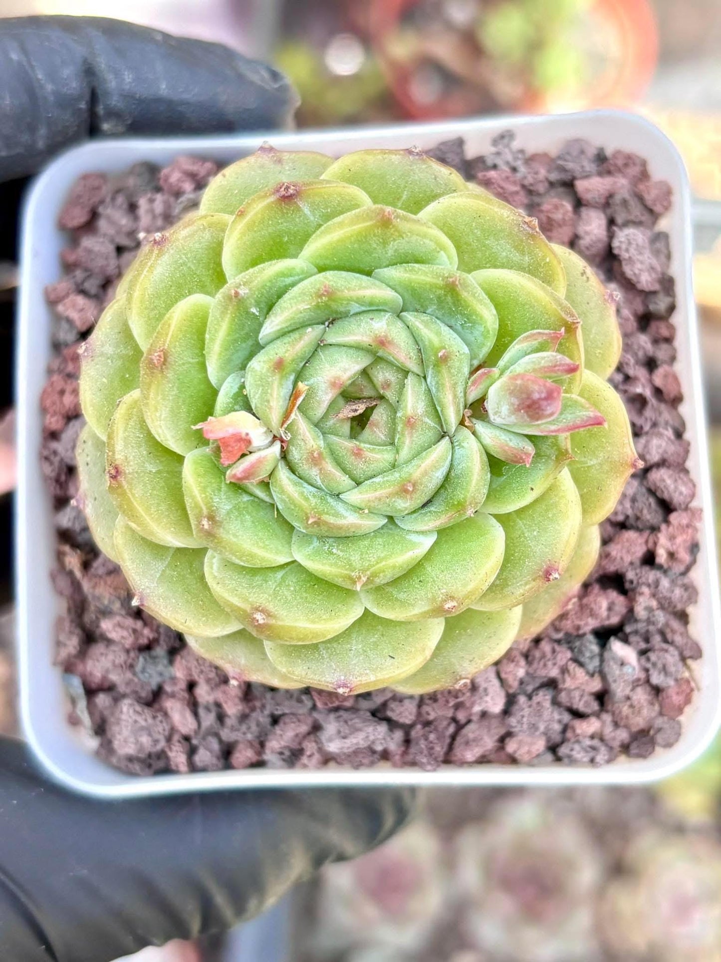 Echeveria Coke| Live Succulent Plant | Korean Succulent | Variegated aeonium | Imported Plants |