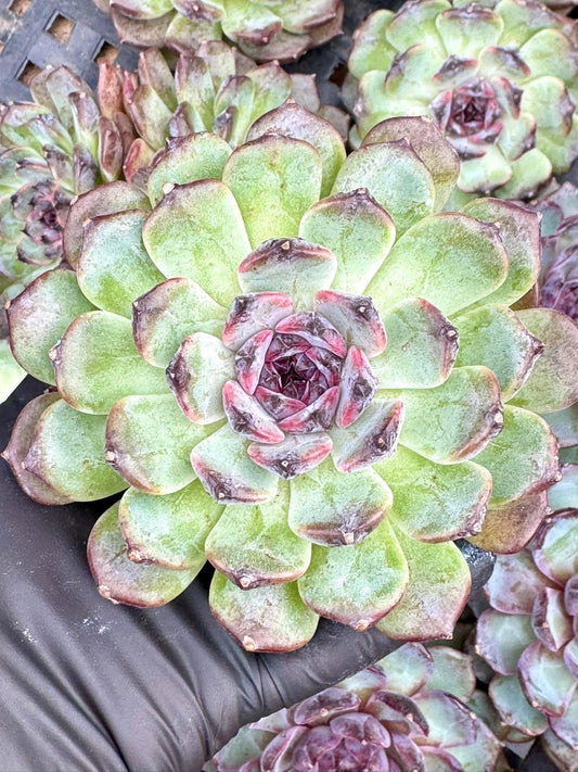 Echeveria Purple Gem | Live Succulent Plant | Korean Succulent | Variegated Echeveria | Imported Plants