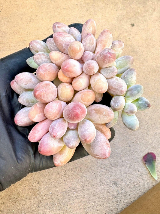 Echeveria Sakura Rose | Live Succulent Plant | Korean Succulent | Rare Imported Echeveria | Imported Plants