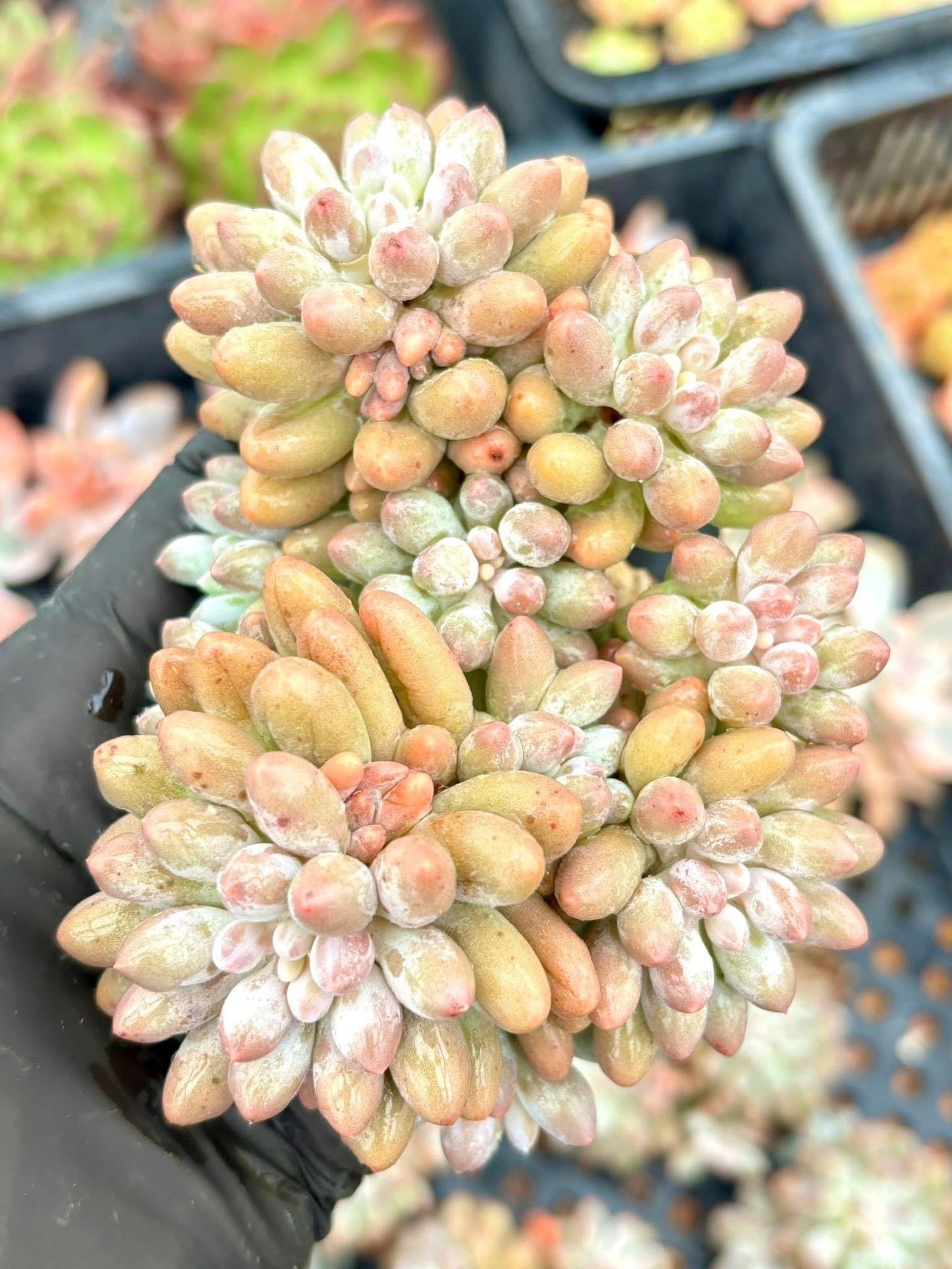 Pachyphytum Baby Finger | Live Succulent Plant | Korean Succulent | Rare Imported Echeveria | Imported Plants