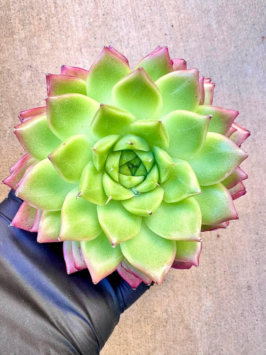 Echeveria Perfume Ertai | Live Succulent Plant | Korean Succulent | Variegated Pachyveria | Imported Plants