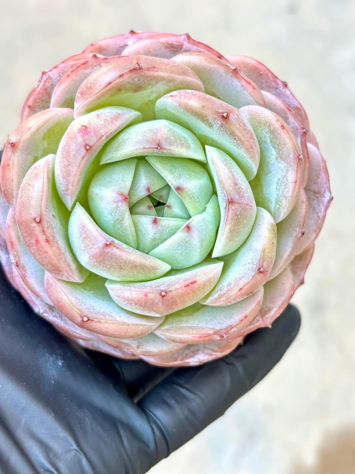 Echeveria Xuan Bing | Live Succulent Plant | Korean Succulent | Variegated Echeveria | Imported Plants