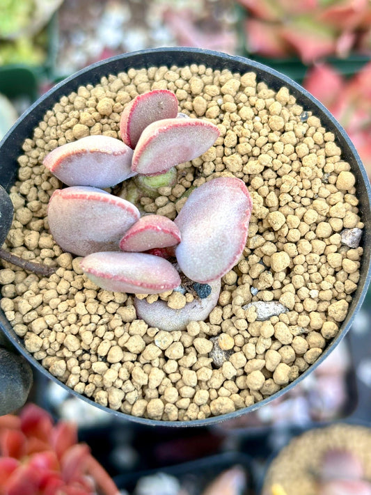 Andromiscus Little Red Egg | Live Succulent Plant | Korean Succulent | Rare Imported Echeveria | Imported Plants