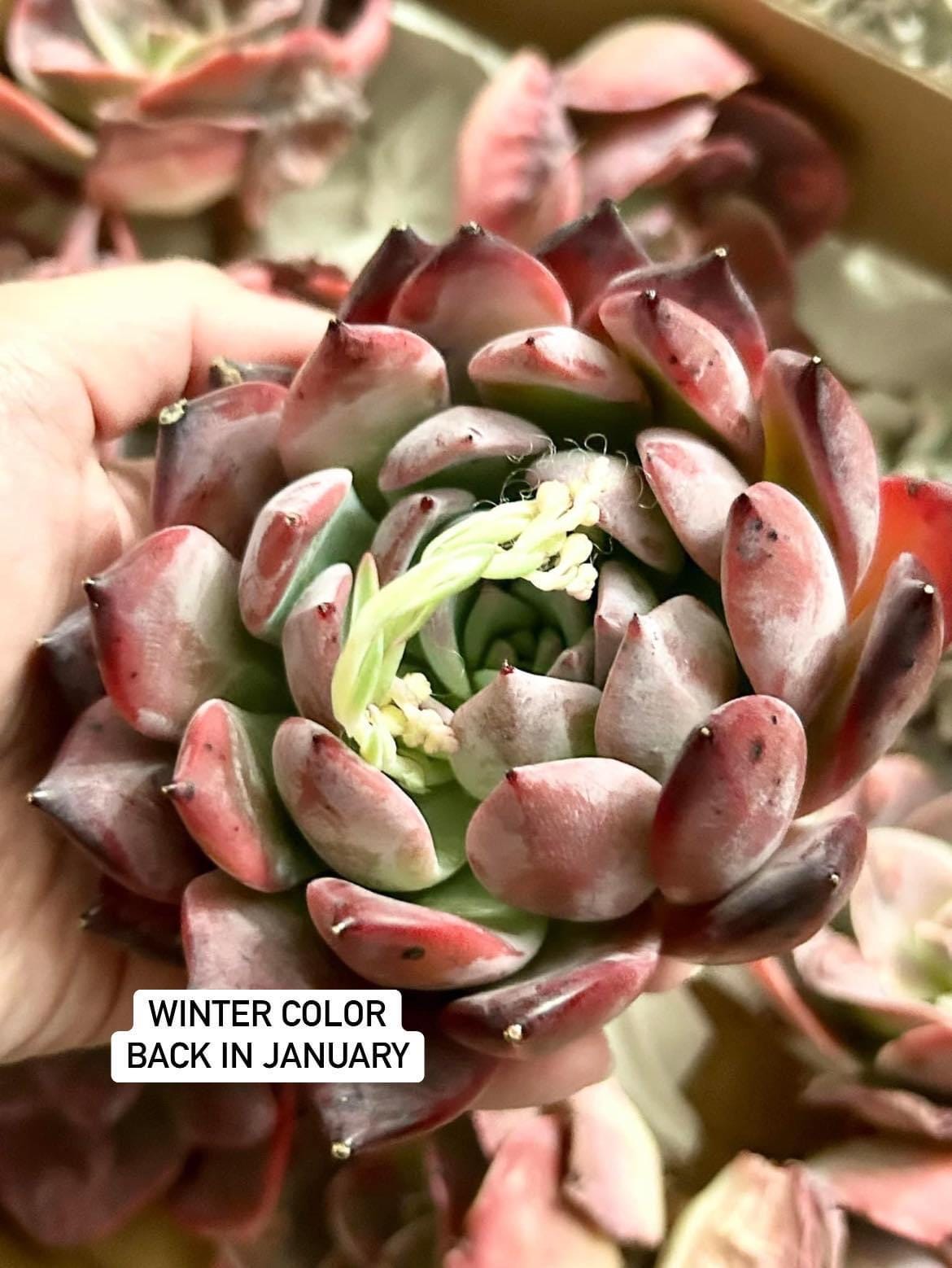Echeveria Ghostbuster | 4” pot | Live Succulent Plant | Korean Succulent | Variegated Pachyveria | Imported Plants