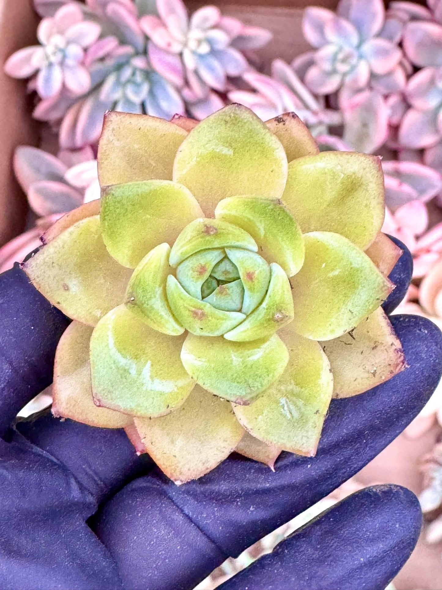 Echeveria Yellow Cheese | Live Succulent Plant | Korean Succulent | Variegated Echeveria | Imported Plants