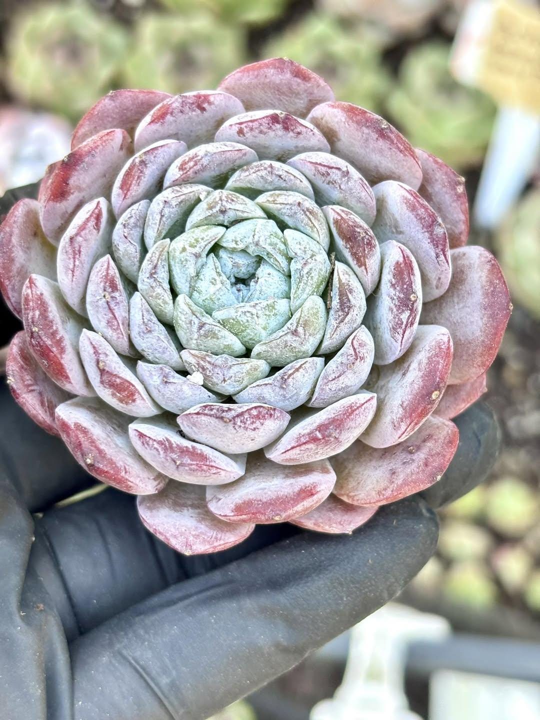 Echeveria Snowy Face | Rare Imported Succulent | Collector’s Succulent
