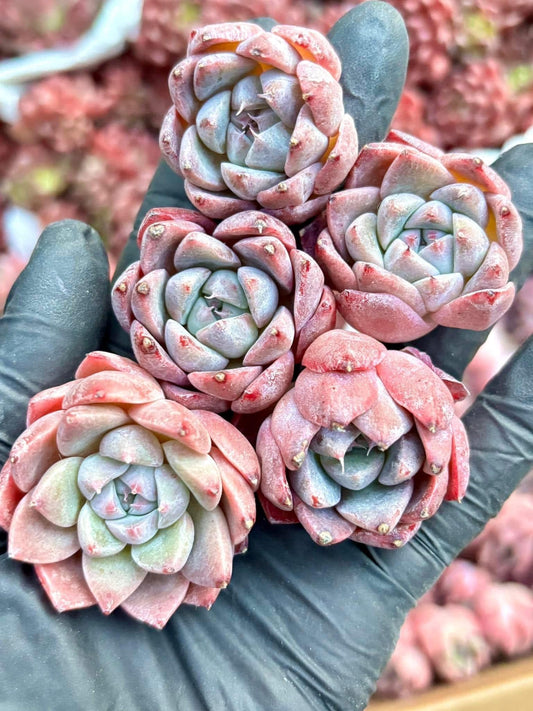 Echeveria Like A Dream | Live Succulent Plant | Imported Plants | Imported Echeveria