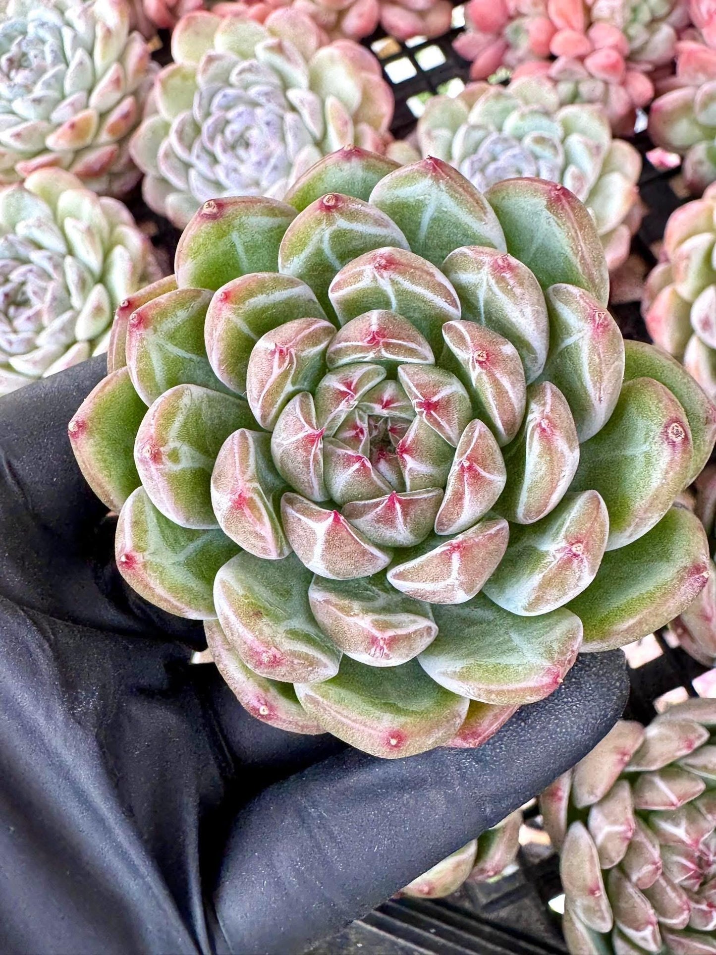 Echeveria Snowflake | Live Succulent Plant | Korean Succulent | Variegated Echeveria | Imported Plants
