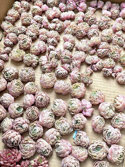 Echeveria Ozno | Live Succulent Plant | Korean Succulent | Variegated Echeveria | Imported Plants | Echeveria Clusters