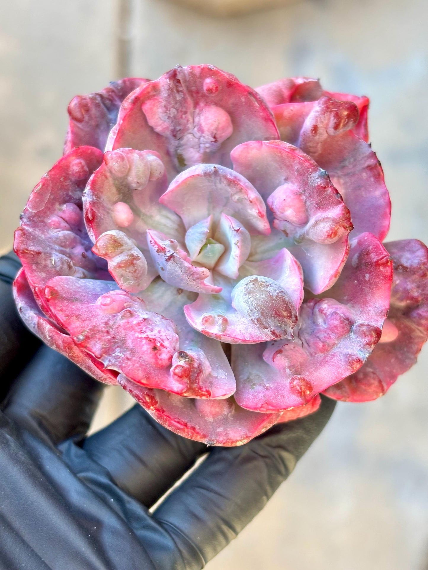 Echeveria Beyonce Variegated | Live Succulent Plant | Echeveria Cluster | Rare Imported Echeveria | Imported Plants