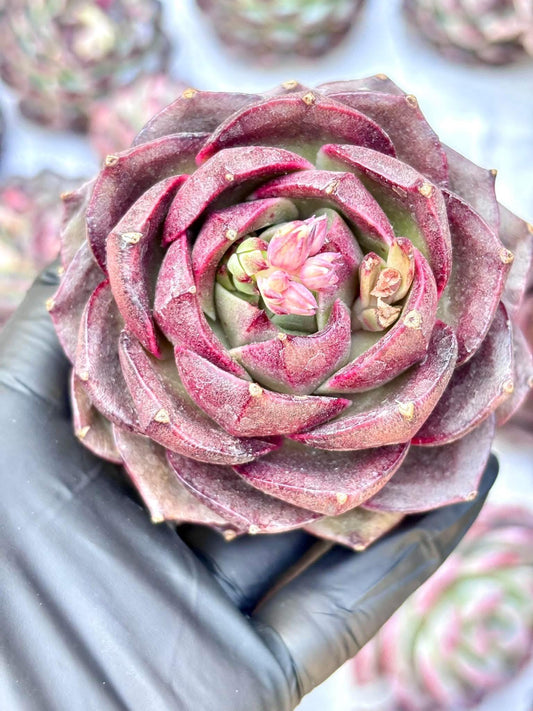 Echeveria Bubble Rose | Live Succulent Plant | Korean Succulent | Rare Imported Echeveria | Imported Plants
