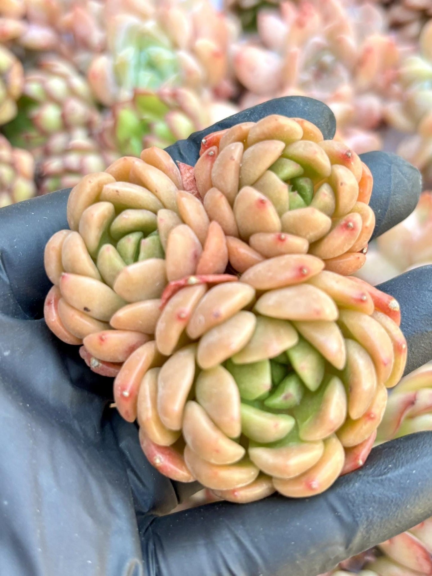 Echeveria Peace Bird | Live Succulent Plant | Echeveria Cluster | Rare Imported Echeveria | Imported Plants