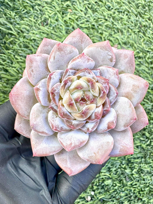 Echeveria Coral Island | Live Succulent Plant | Korean Succulent | Variegated Echeveria | Imported Plants