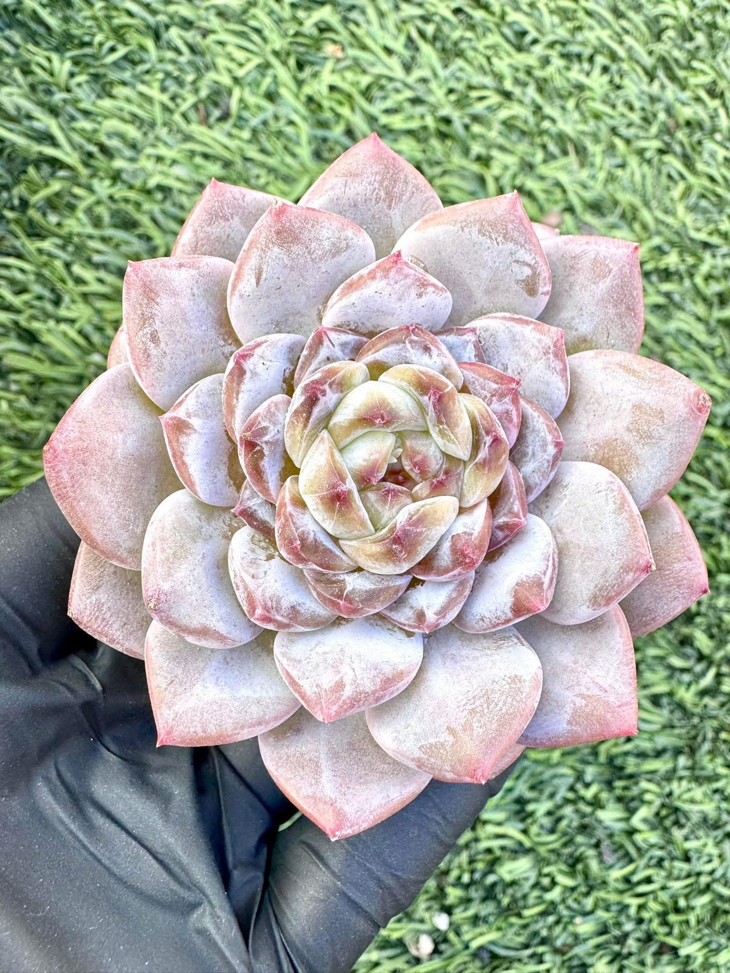Echeveria Coral Island | Live Succulent Plant | Korean Succulent | Variegated Echeveria | Imported Plants