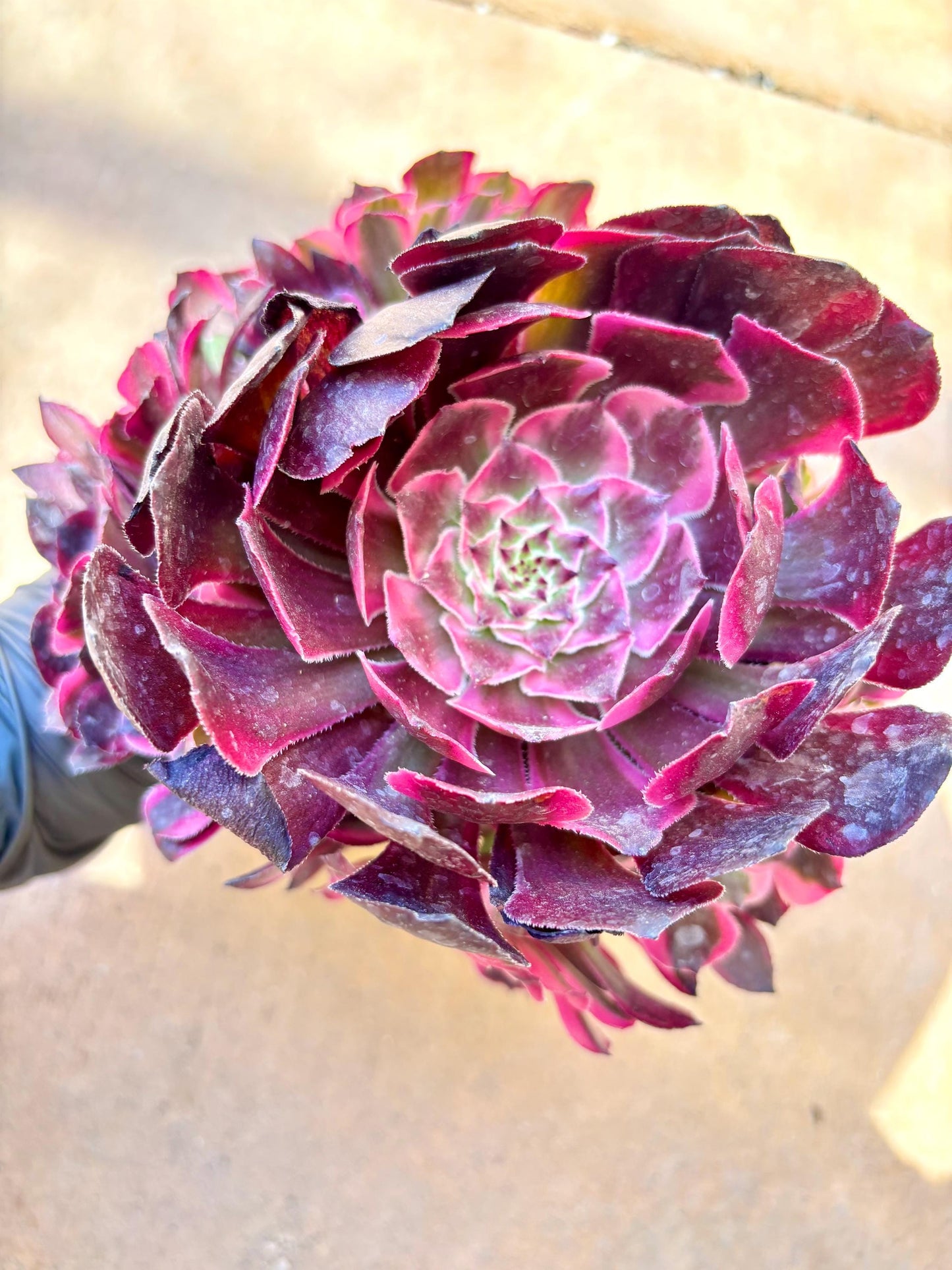 Aeonium Black Copper Kettle Variegated | Live Succulent Plant | Korean Succulent | Rare Imported Aeonium | Imported Plants