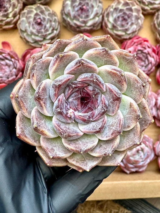 Echeveria Cao Cao | Rare Imported Succulent | Collector’s Succulent