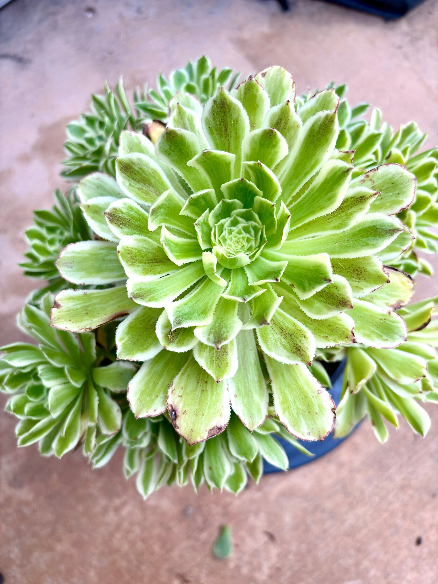 Aeonium Aeonium Percarneum Silver Variegation | 1 gallon pot | Live Succulent Plant | Imported Succulent | Imported Aeonium