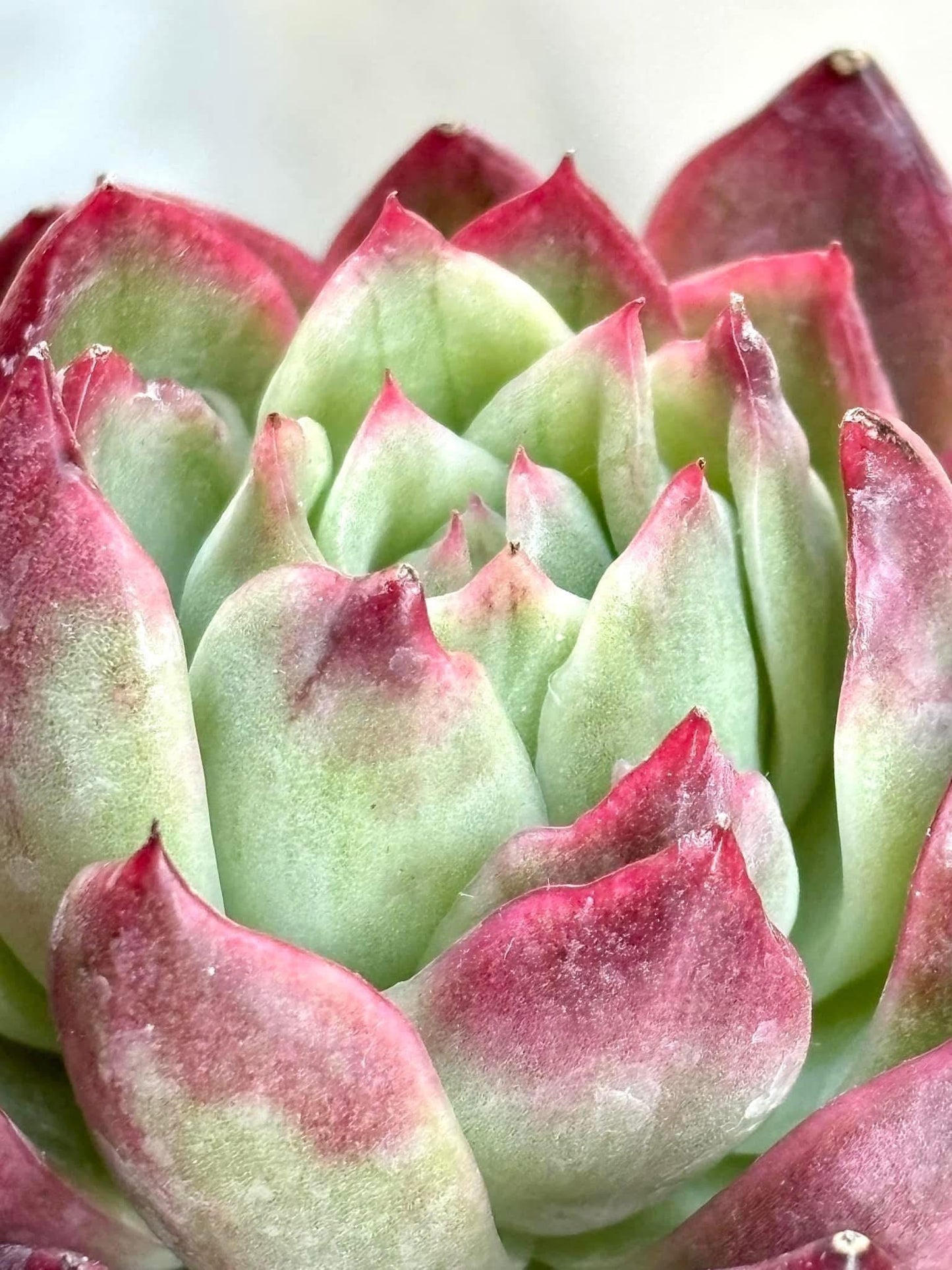 Echeveria Crystal Jenny Variegated | Live Succulent Plant | Korean Succulent | Rare Imported Echeveria | Imported Plants
