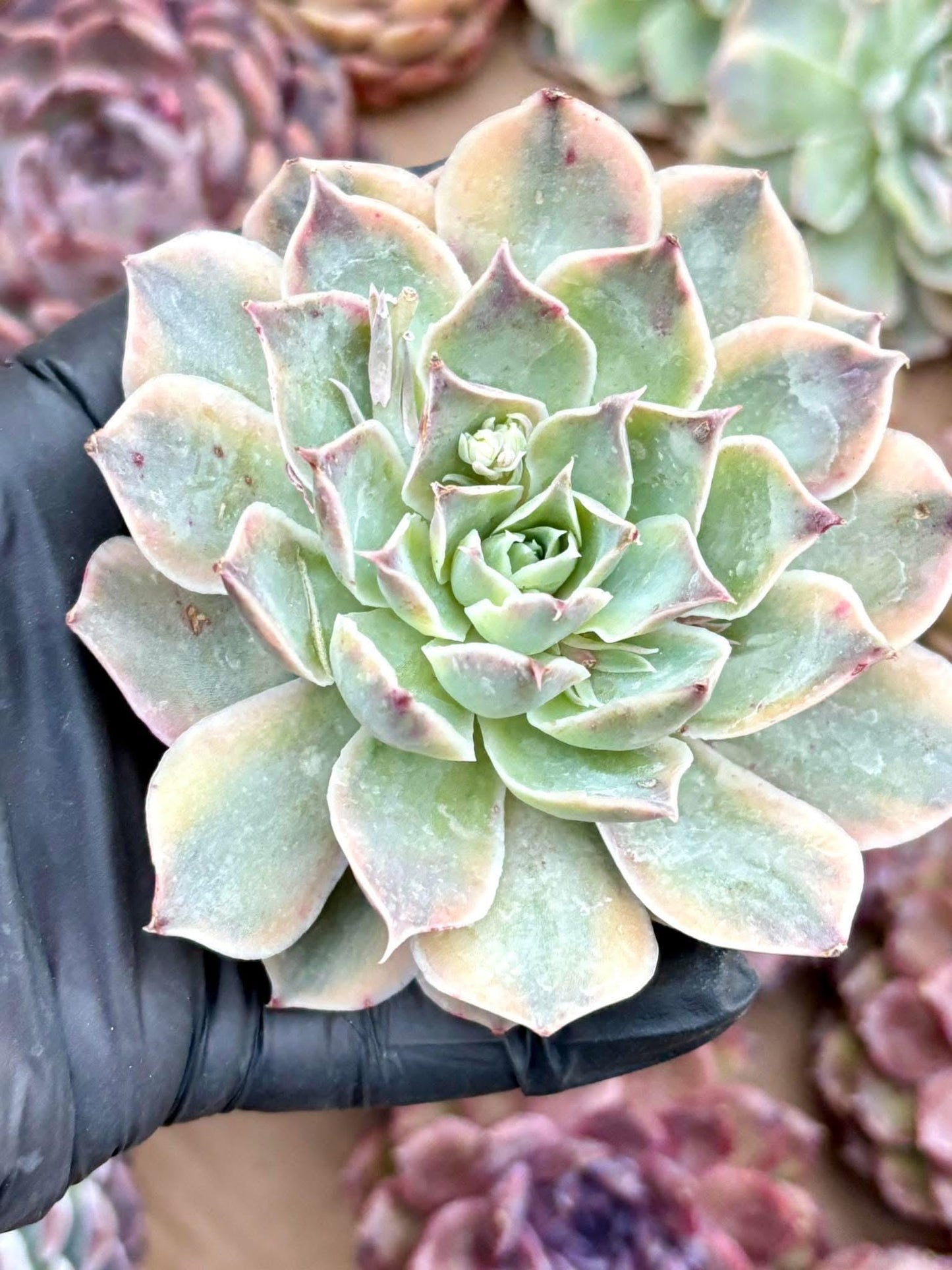 Echeveria Blue Velvet Variegated l Variegated | Live Succulent Plant | Korean Succulent | Rare Imported Echeveria | Imported Plants