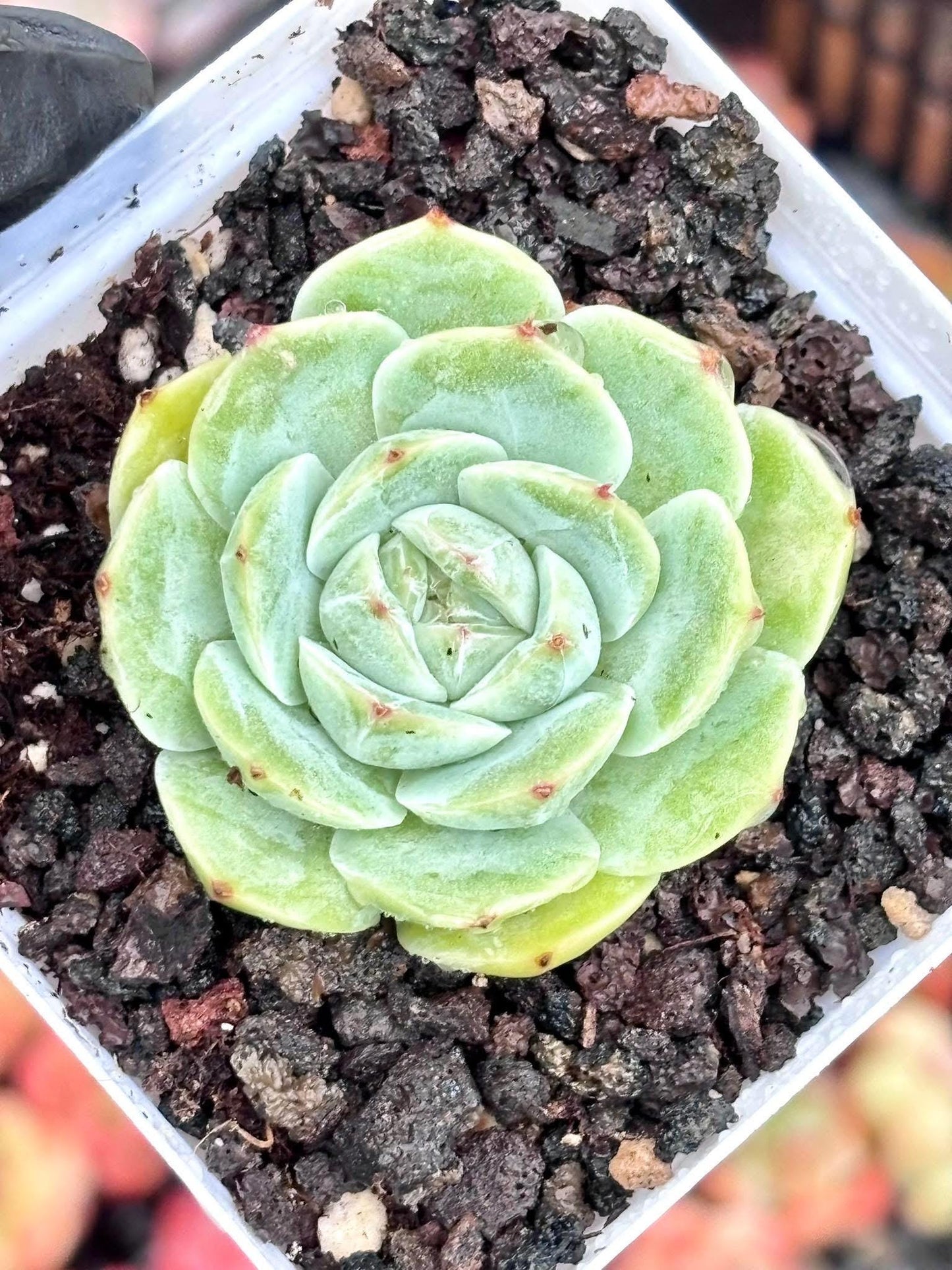 Echeveria Pink Lady | Live Succulent Plant | Korean Succulent | Rare Imported Echeveria | Imported Plants