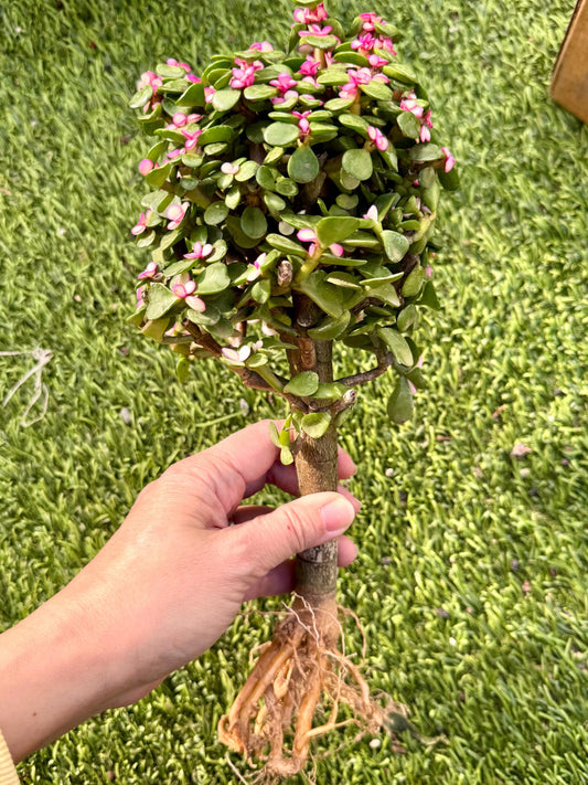 Portucalaria Candy Jade | Live Succulent Plant | Korean Succulent | Rare Imported Echeveria | Imported Plants