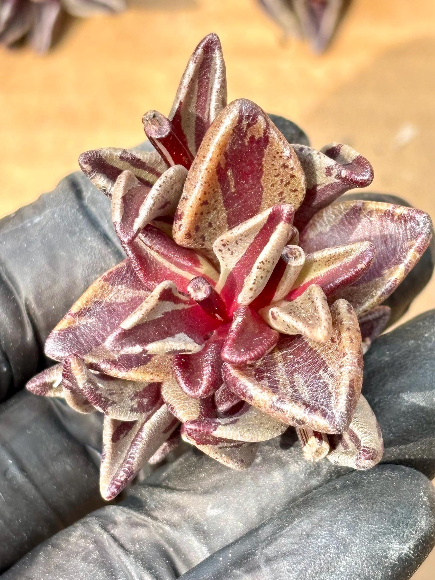 Lenophyllum Guttatum Variegated | Live Succulent Plant | Korean Succulent | Rare Imported | Imported Plants