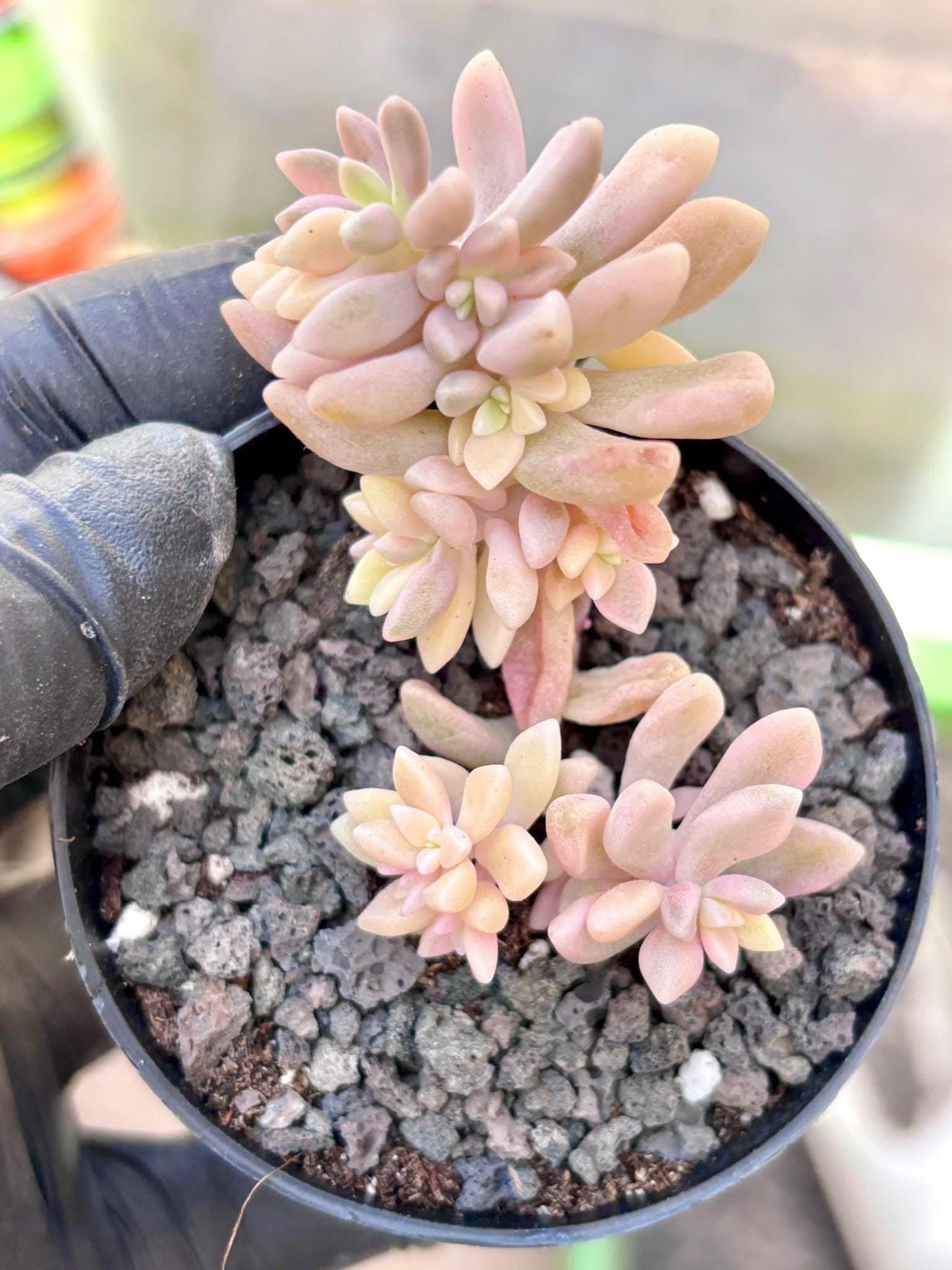 Graptopetalum Mirinae Variegated | Live Succulent Plant | Korean Succulent | Rare Imported Echeveria | Imported Plants