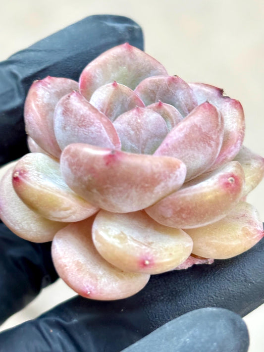 Echeveria Capuccino | Live Succulent Plant | Korean Succulent | Rare Imported Echeveria | Imported Plants