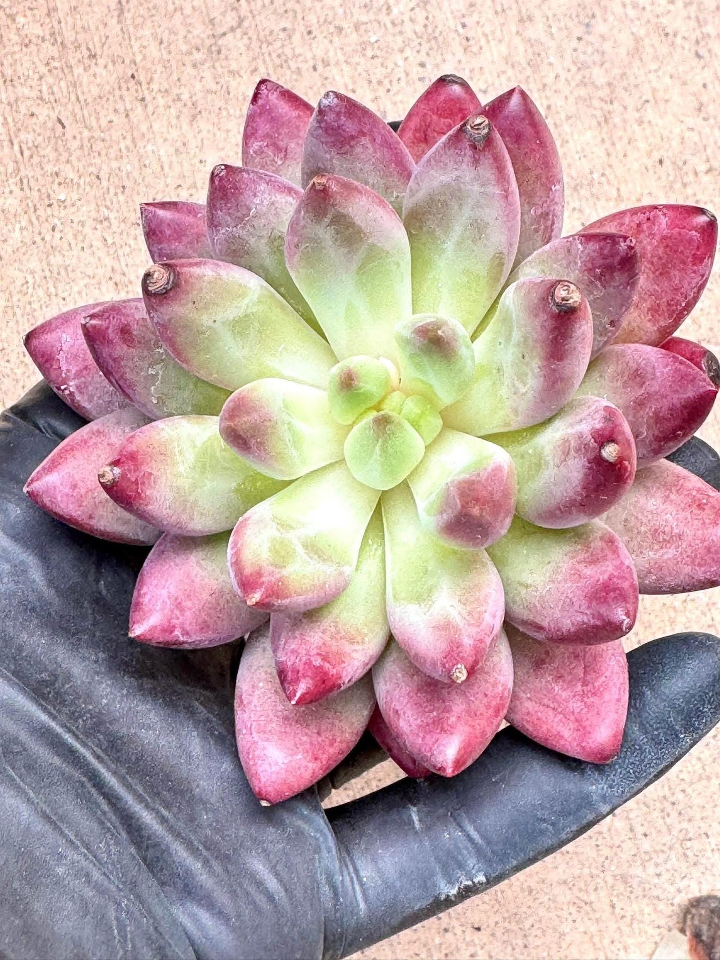Echeveria Ponyo | Live Succulent Plant | Imported Plants | Imported Echeveria