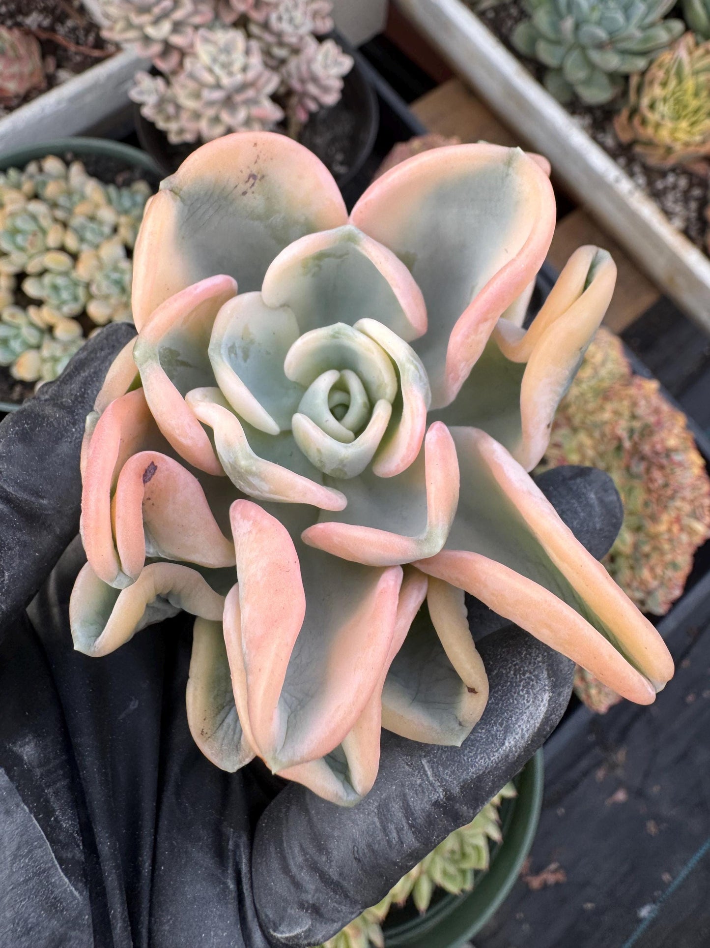 Echeveria Orpet Variegated | Rare Imported Succulent | Collector’s Succulent
