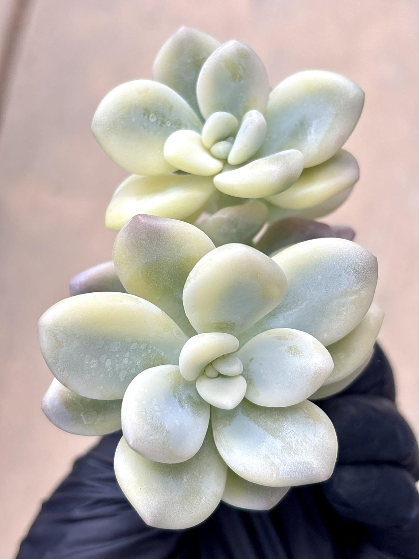 Echeveria Luoshen Variegated | Live Succulent Plant | Korean Succulent | Variegated Echeveria | Imported Plants | Echeveria Clusters