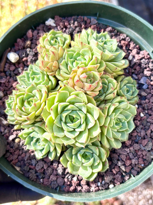 Echeveria Ben Badis | Live Succulent Plant | Korean Succulent | Rare Imported Echeveria | Imported Plants