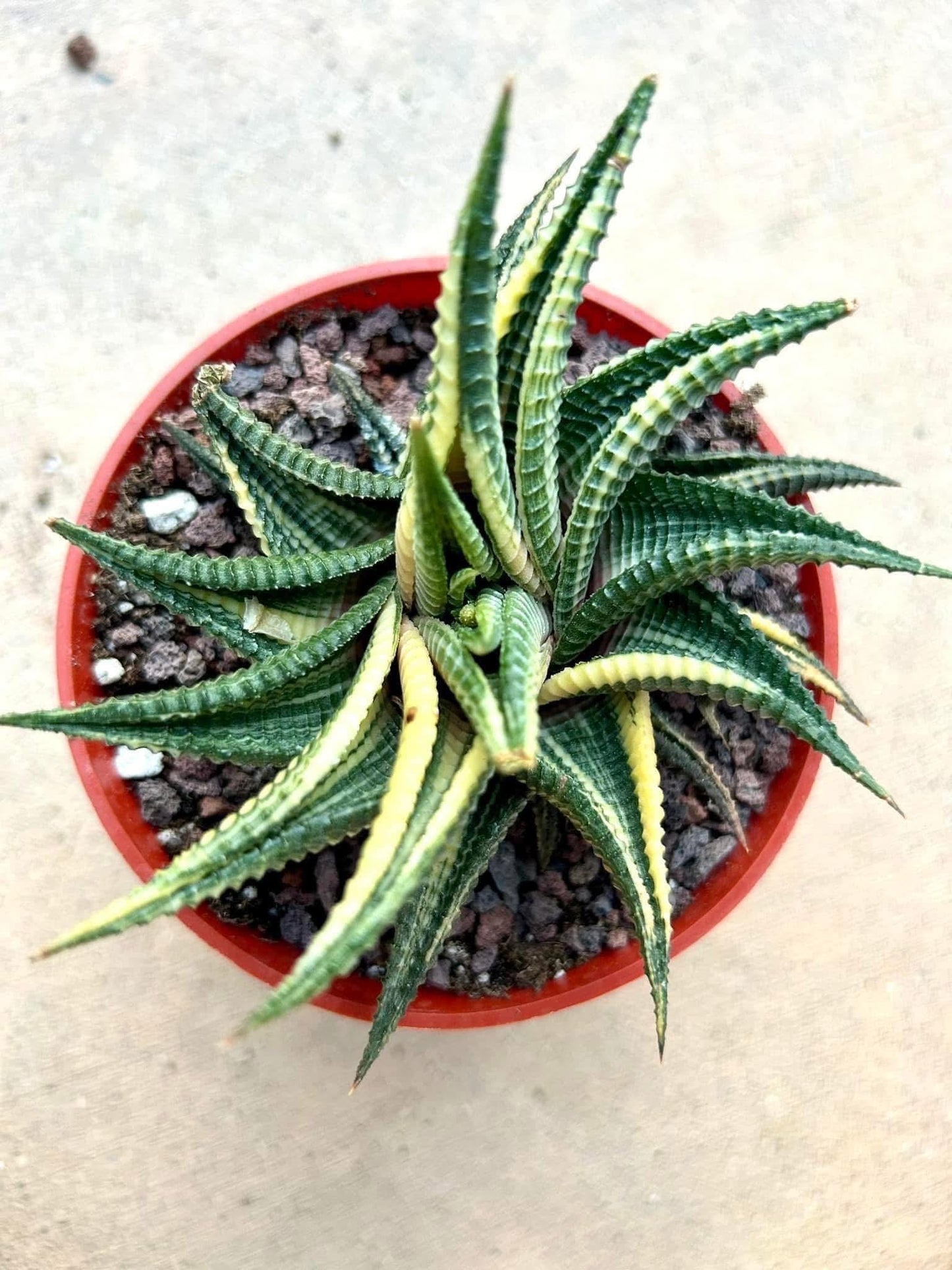 Haworthia Limifolia Spiral Variegated | Live Succulent Plant | Korean Succulent | Rare Imported Echeveria | Imported Plants