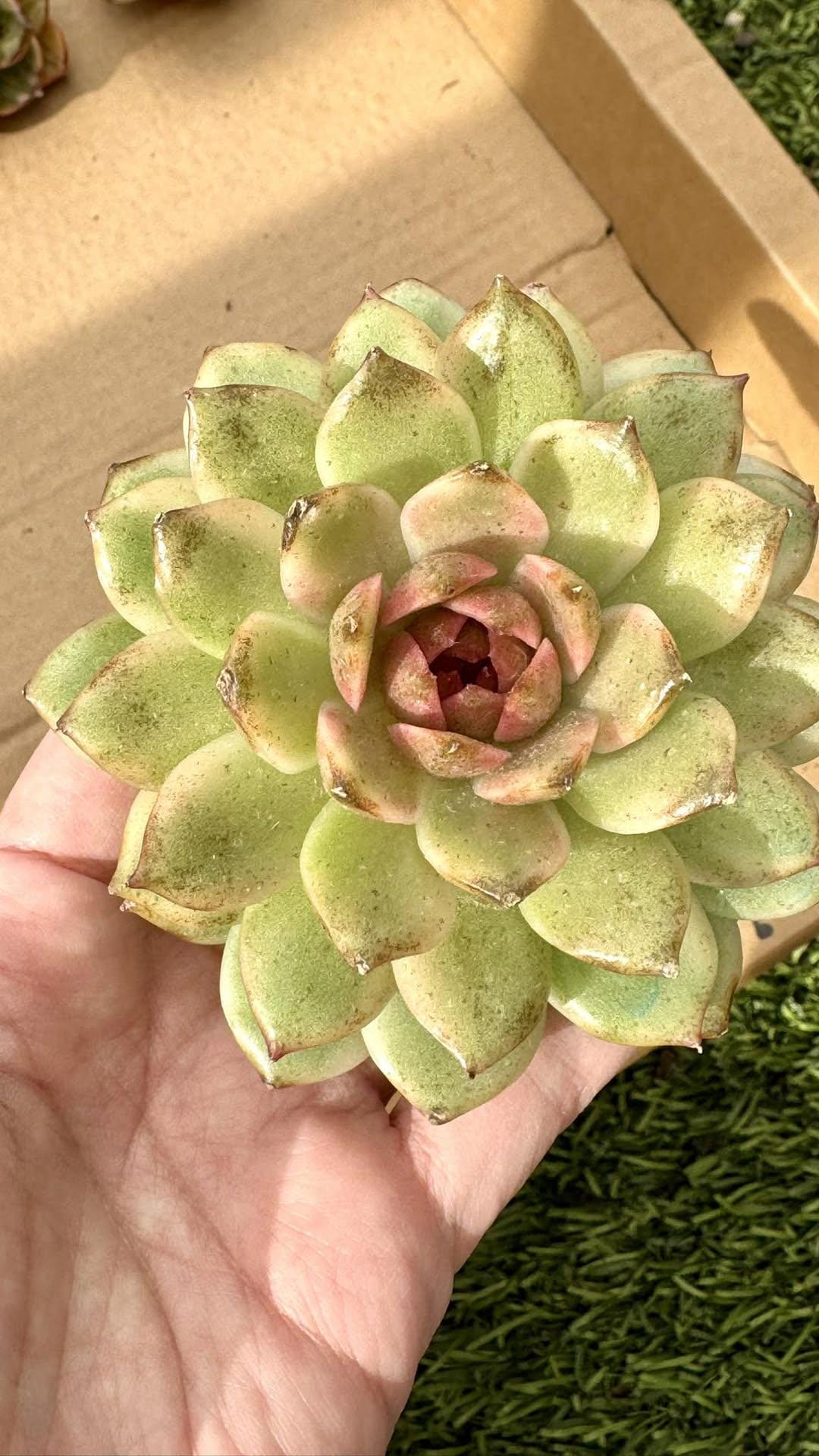Echeveria Black Crystal Variegated | Live Succulent Plant | Korean Succulent | Rare Imported Echeveria | Imported Plants