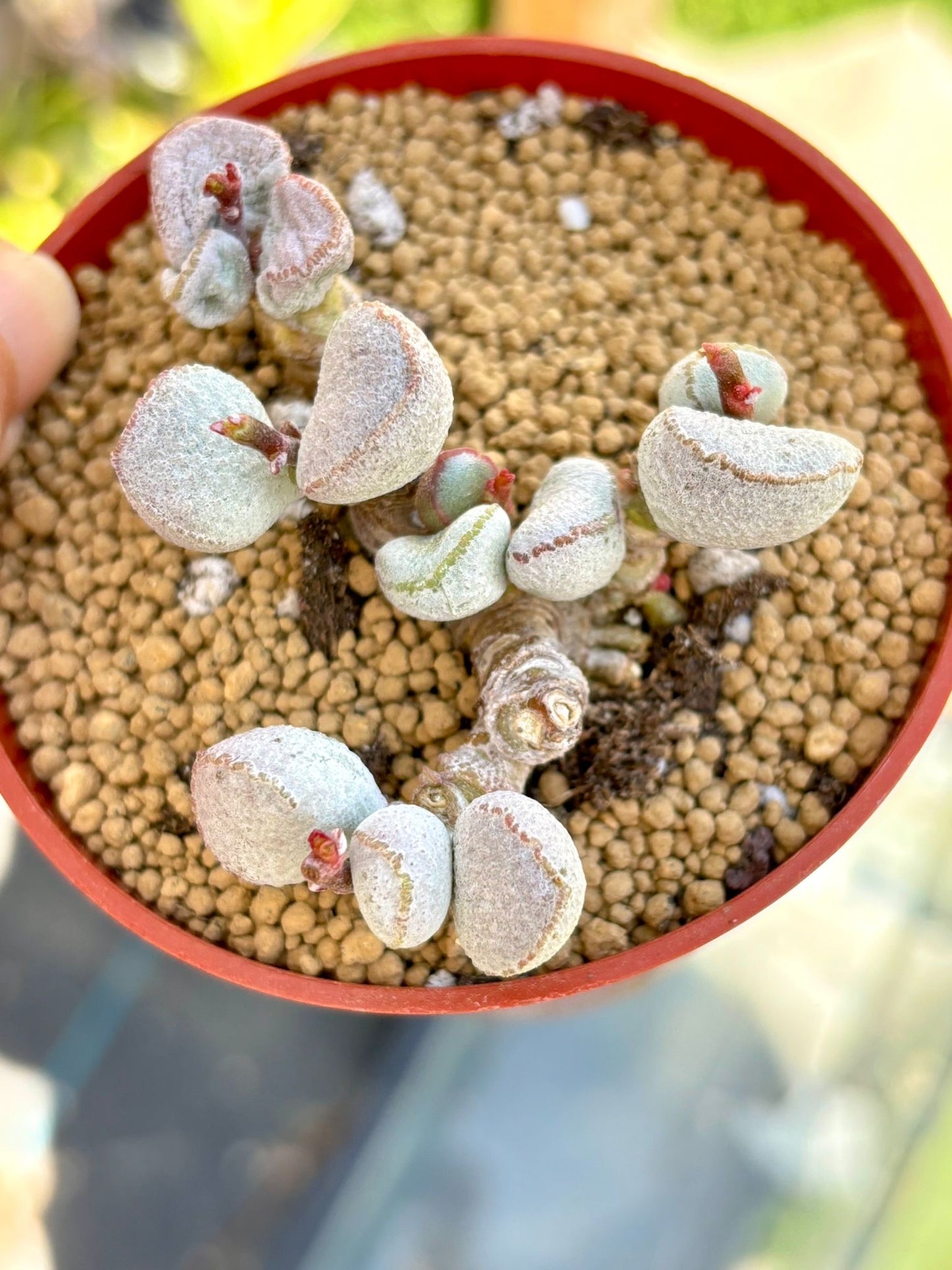 Echeveria Holy Skin Live Succulent Plant | Korean Succulent | Rare Imported Echeveria | Imported Plants