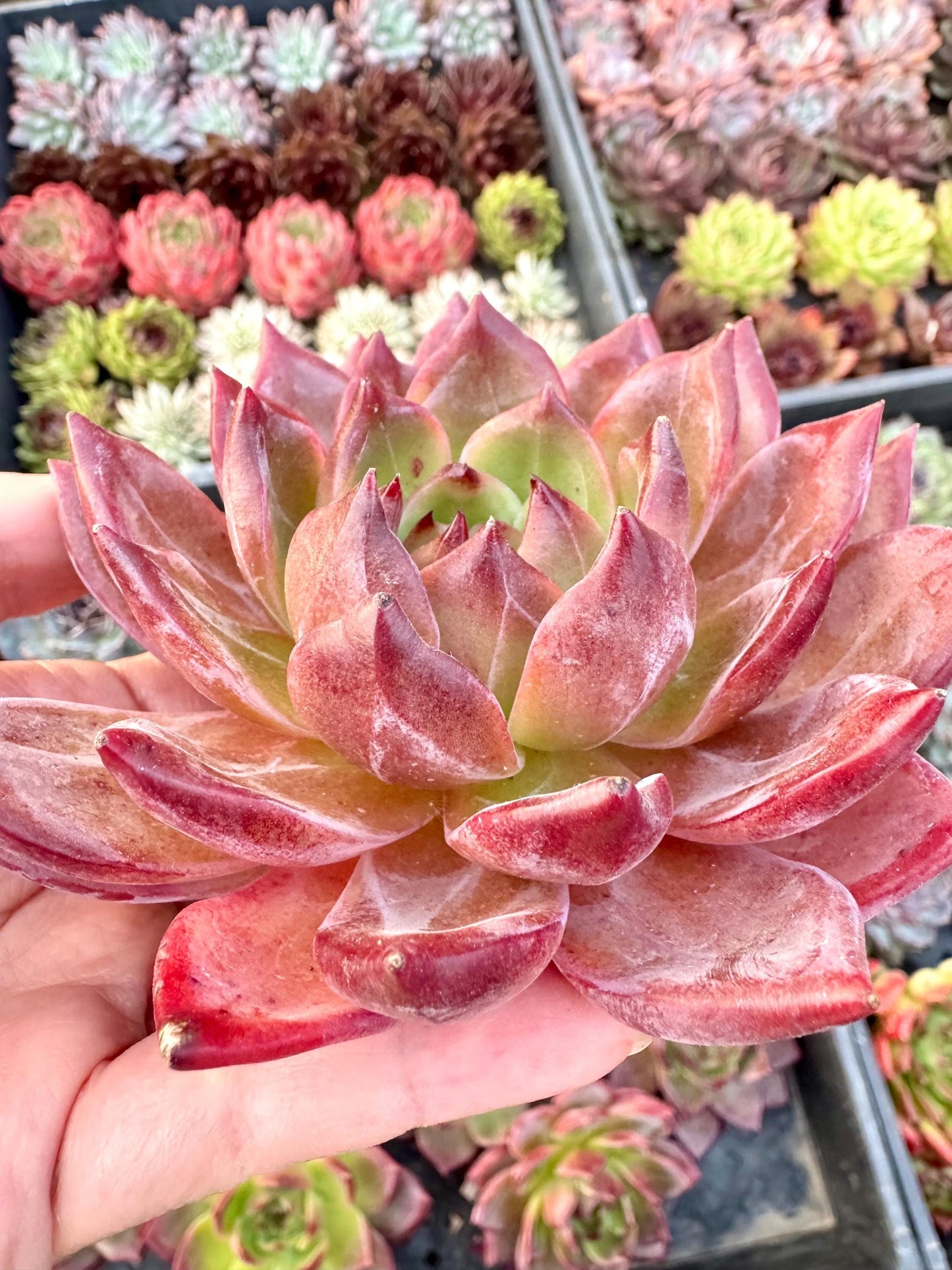 Echeveria Demon Knight | Live Succulent Plant | Korean Succulent | Rare Imported Echeveria | Imported Plants