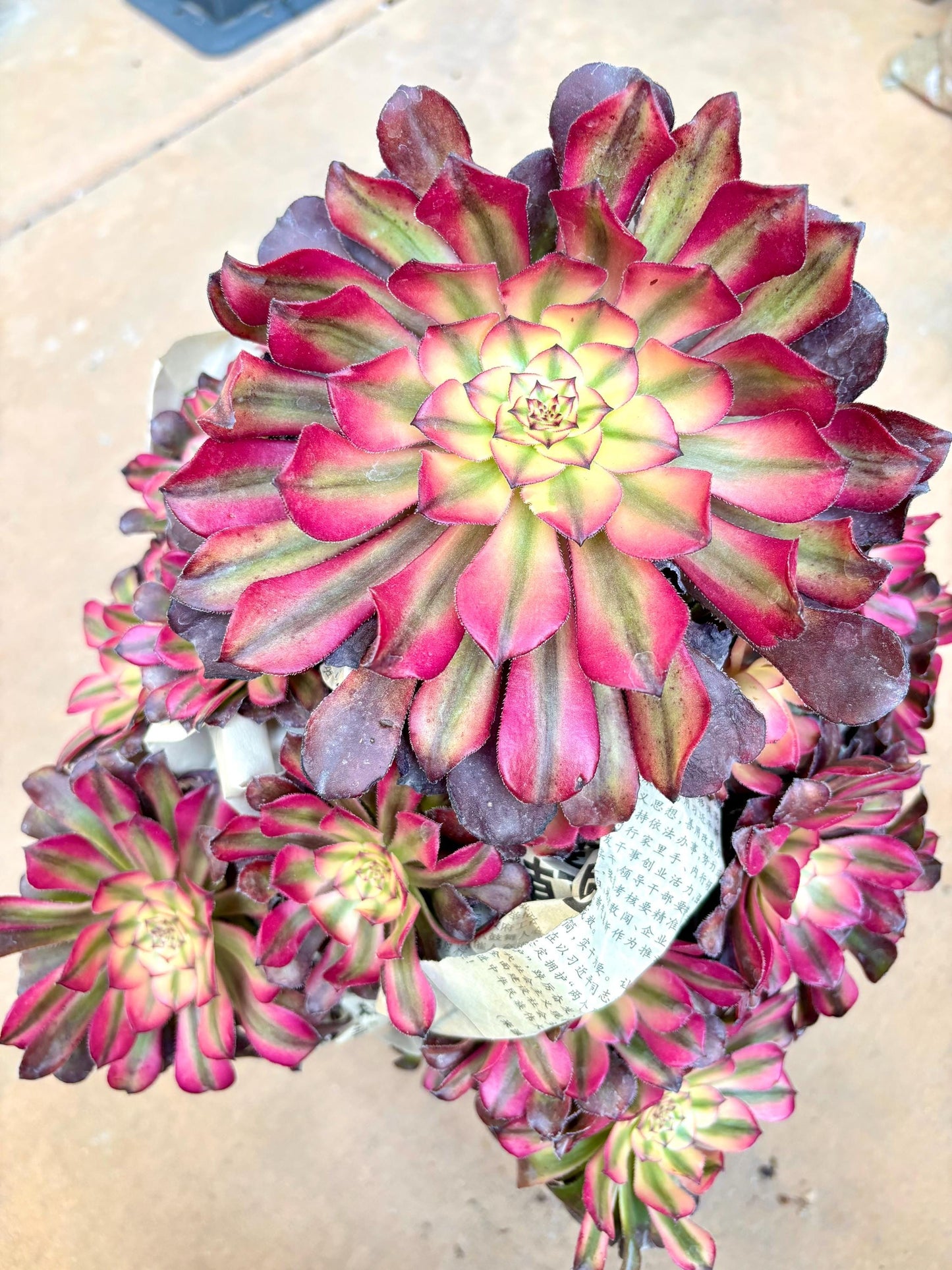Aeonium Honeymoon Variegated | Live Succulent Plant | Korean Succulent | Variegated Aeonium | Imported Plants | Aeonium Clusters