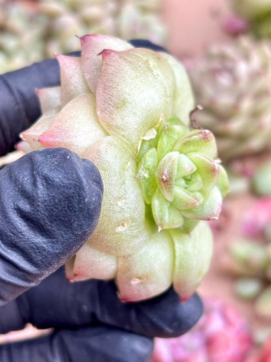 Echeveria Vitus | Live Succulent Plant | Korean Succulent | Variegated Pachyveria | Imported Plants | Echeveria Clusters