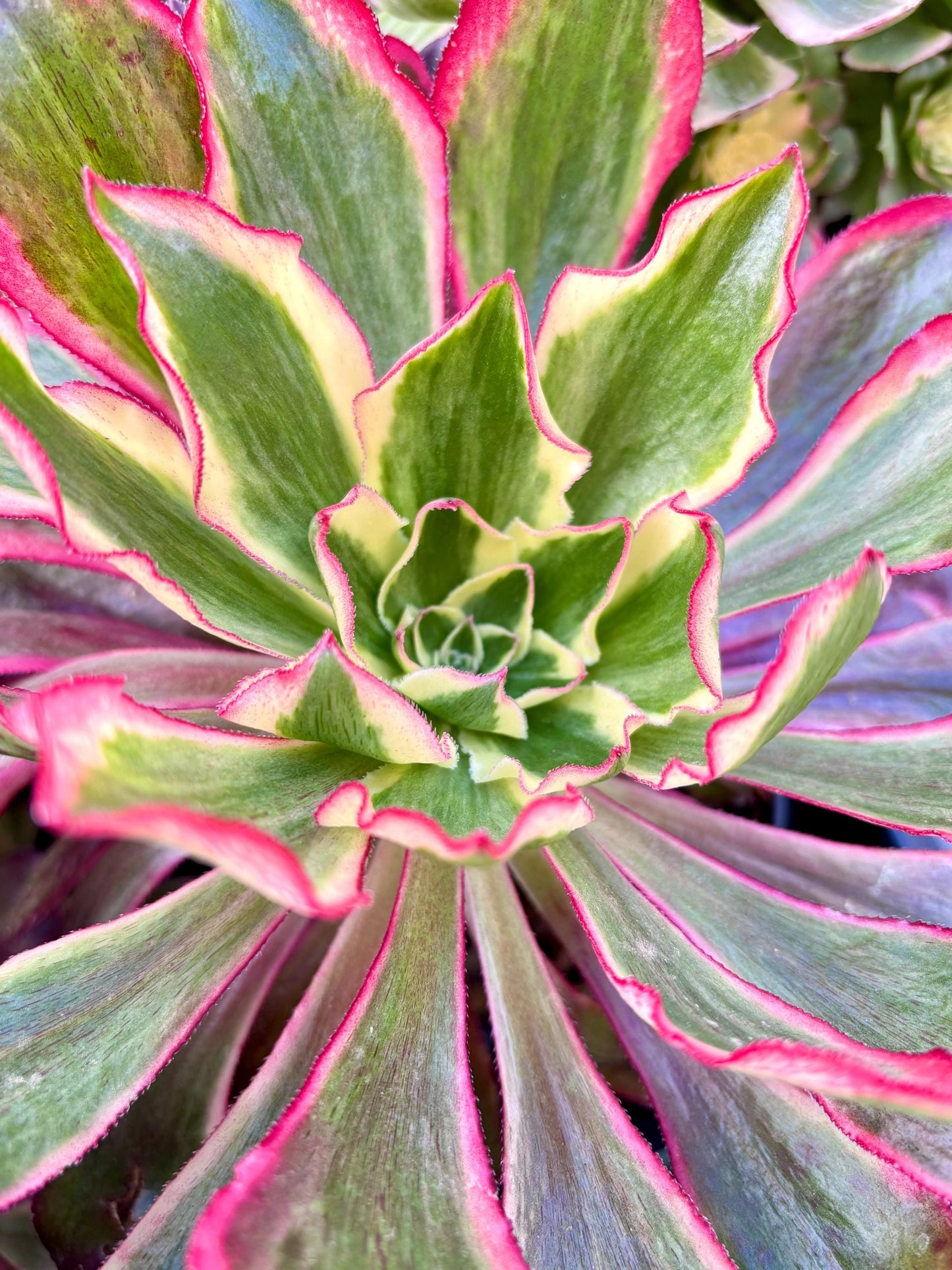 Aeonium Phantom Variegated | Live Succulent Plant | Korean Succulent | Variegated Aeonium | Imported Plants